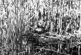 Podiceps rubricollis, rödhalsad dopping, on the nest.                                     Hvar? Hvem?