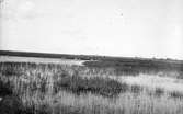 Podiceps auritus, örondopping,      Lofta, Öland 6 juni 1908.                Biotop för örondopping                          X=boplats