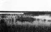 Dopping biotop för örondopping, Podiceps auritus,                        Hornby mosse, Öland 6 juni 1908