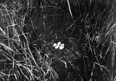 Podiceps aurius, örondopping, Marsjö träsk, Öland 7 juni 1908