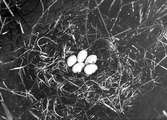 Bo av örondopping, Podiceps auritus, Marsjö mosse, Öland, 7 juni 1908