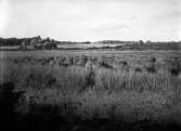 Biotop för örondopping, Podiceps auritus, Lågedammarna, Hörby, Skåne 1/6 1938