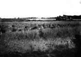 Biotop för Podiceps auritus, örondopping, Lågedammarna, Hörby, Skåne 1 juni 1938