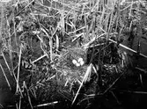 Bo av svarthalsad dopping, Podiceps nigricollis, Krakesjön, Skåne 18/5 1927