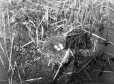 Bo av Podiceps nigricollis, svarthalsad dopping, Krakesjön maj 1927