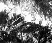 Smådopping, Podiceps minor, med dunungar. Karavavaresjön, Skåne