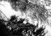 Podiceps minor, Smådoppingen skall lägga sig över äggen. Skabersjön 1923 Karnavävaresjön