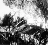 Podiceps minor, ungar i smådopping -boet. Karnavävaresjön, Skåne