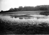 Biotop för Podiceps minor, smådopping, V. Ryd, Skabersjö, Skåne 6 maj 1934