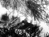 Podiceps minor, smådopping  kommer till ungarna i boet,Karnavävaresjön. (dubblett)