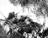 Podiceps minor, smådopping på boet. Karnavävaresjön, Skåne