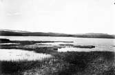 Biotop för storlom, Colymbus arcticus, , nedanför Kummavuopio                       26 juni 1916.                                Lomsjön vid Könkämä älven                 Lomsjön vid sidan av Kiellijärvi          Boet vid X