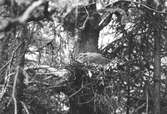 Boplats för ringduva,Columba palumbus,