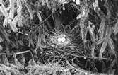 Boplats för ringduva, Columba palumbus, 15 maj 1914