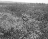 Biotop för myrspov, limosa lapponica