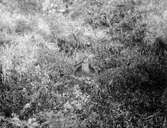 Biotop för myrspov, limosa lapponica