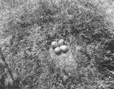 Boplats för myrspov, limosa lapponica