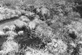Boplats för myrspov, limosa lapponica