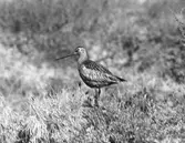 Biotop för myrspov, limosa lapponica