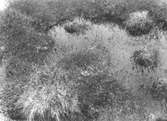 Boplats för myrspov, limosa lapponica