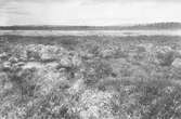 Biotop för myrspov, limosa lapponica 17 juni 1932