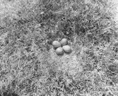 Boplats för myrspov, limosa lapponica
