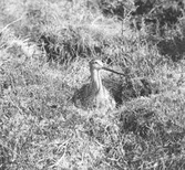 Boplats för myrspov, limosa lapponica unik bild!