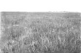 Boplats för långnäbba, limosa melanura