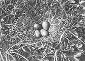 Boplats för långnäbba, limosa limosa 7/6 1908