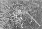 Boplats för långnäbba, limosa melanura, 7 juni 1908