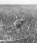 Boplats för långnäbba, limosa melanura