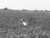 Boplats för långnäbba, limosa melanura