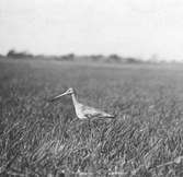 Boplats för rödspov, limosa limosa