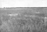 Biotop för långnäbba, limosa melanura