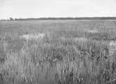 Biotop för långnäbba, limosa limosa