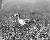 Boplats för långnäbba, limosa limosa