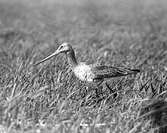 Boplats för långnäbba, limosa limosa