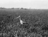 Boplats för långnäbba, limosa limosa