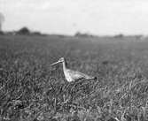 Boplats för långnäbba, limosa limosa