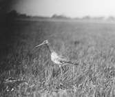 Boplats för långnäbba, limosa limosa