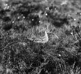 Ruvande storspov, Numenius arqata, Månsköp, Satserup, Skåne 6/6 1931