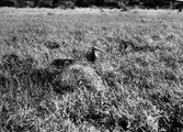 Storspov, Numenius arquata, Vissmossen, Satserup Skåne