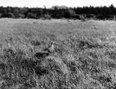 Storspov, Numenius arquata, Vissmossen, Skåne
