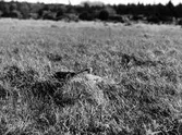 Storspov, Numenius arquata,i boet, Vissmossen, Skåne