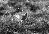 Storspov, Numenius arquata. Storspoven står över äggen, Vissmossen, Satserup, Skåne