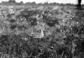 Ruvande storspov, Numenius arquata, Vissmossen, Skåne