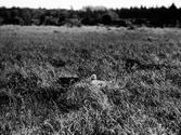 Storspov, Numenius arquata, i boet, Vissmossen, Satserup, Skåne