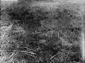 Bo av storspov, Numenius arquata,   Viby 1931, Skåne