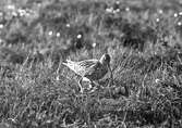 Storspov, Numenius arquata,               Storspoven stående över äggen, Vissmossen, Skåne