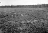 Biotop för småspov, Numenius phaeopus, häckningsplats. Aborrträsk 19 juni 1901, Lappland